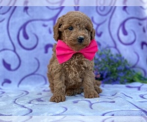 Poodle (Toy) Puppy for sale in LANCASTER, PA, USA