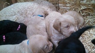Labradoodle Puppy for sale in SHOW LOW, AZ, USA