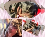 Puppy Puppy 2 American Bully