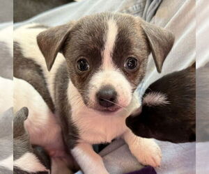 Fox Terrier (Toy) Dogs for adoption in Bolivar, MO, USA