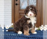 Small Bernedoodle (Miniature)