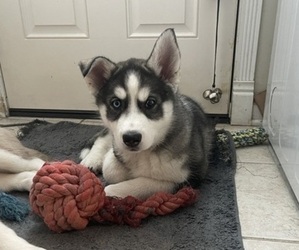 Siberian Husky Puppy for sale in BOWIE, MD, USA