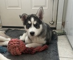 Small Siberian Husky