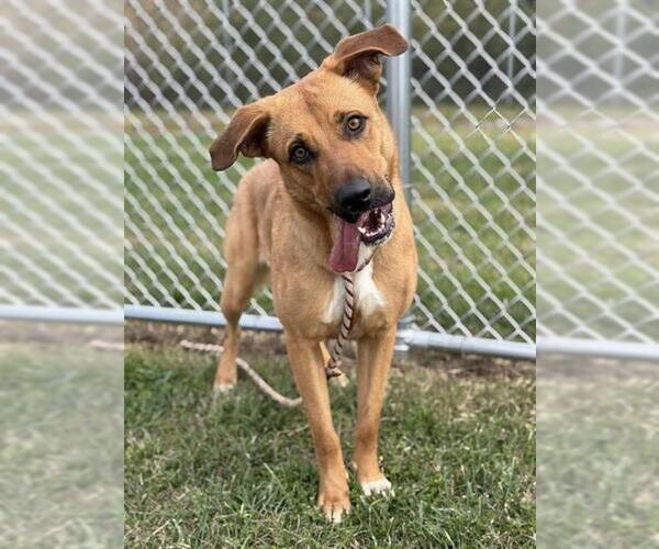 Medium Photo #1 German Shepherd Dog-Unknown Mix Puppy For Sale in Louisville, KY, USA