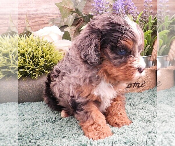 Medium Photo #22 Cavapoo Puppy For Sale in CARLISLE, KY, USA