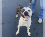 Small #15 Boxer Mix