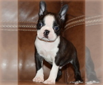 Small Photo #18 Boston Terrier Puppy For Sale in WINNSBORO, TX, USA