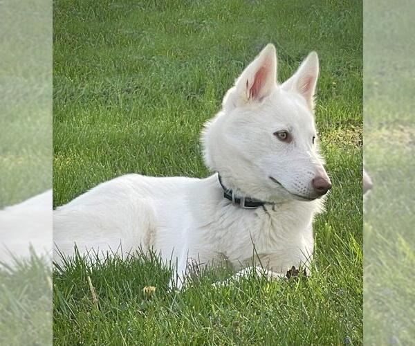 Medium Photo #3 - Mix Puppy For Sale in Hoffman Estates, IL, USA