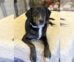 Ranger - Male Mutt Dog for Adoption - Photo #2