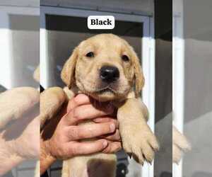 Labrador Retriever Puppy for sale in SPRING HILL, FL, USA