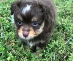 Small Photo #2 Australian Shepherd Puppy For Sale in GLUCKSTADT, MS, USA