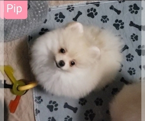 Yoranian Puppy for sale in DOWNERS GROVE, IL, USA