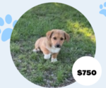 Puppy Puppy 4 Cowboy Corgi