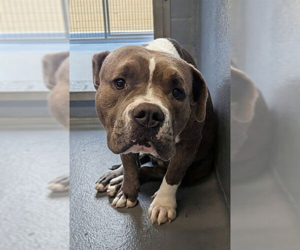 Medium Photo #1 Mutt Puppy For Sale in Downey, CA, USA