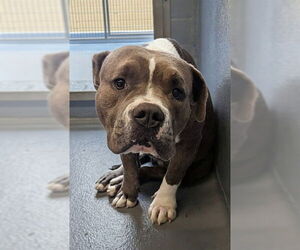 Mutt Dogs for adoption in Downey, CA, USA