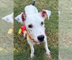 Labrador Retriever-Unknown Mix Dogs for adoption in Tulsa, OK, USA