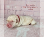 Small Photo #5 Labrador Retriever Puppy For Sale in ROGUE RIVER, OR, USA