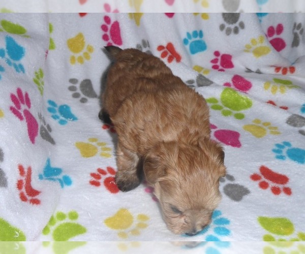 Medium Photo #13 Morkie Puppy For Sale in ORO VALLEY, AZ, USA