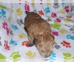 Small Photo #13 Morkie Puppy For Sale in ORO VALLEY, AZ, USA