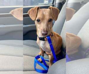 Chiweenie Dogs for adoption in Princeton, MN, USA