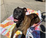 Small #1 Boxer Mix