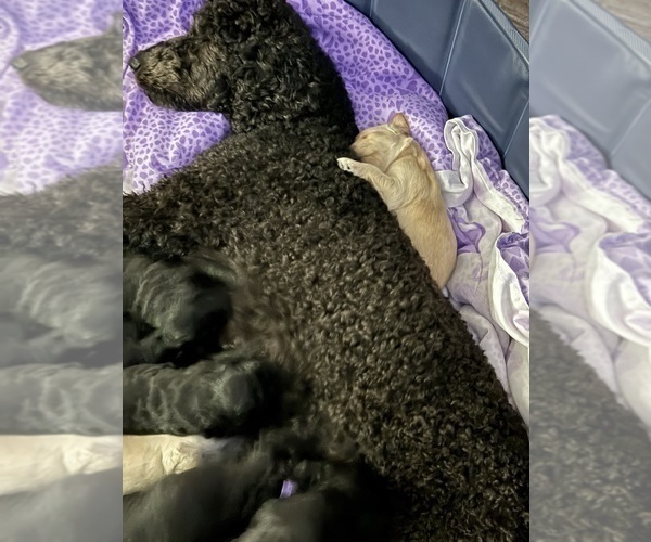 Medium Photo #1 Goldendoodle Puppy For Sale in BLUE RAPIDS, KS, USA