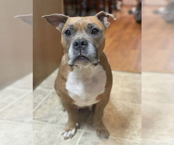 Medium Photo #2 Mutt Puppy For Sale in Fayetteville, NC, USA