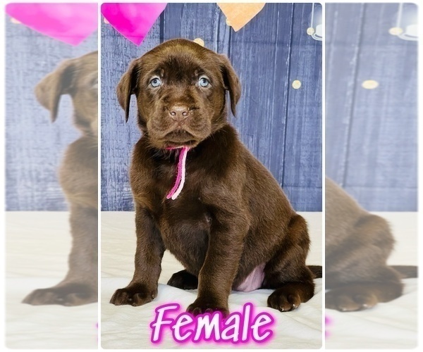 Medium Photo #2 Labrador Retriever Puppy For Sale in BURNS, TN, USA
