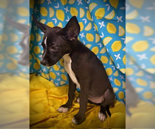 Medium Photo #3 Border Collie-Unknown Mix Puppy For Sale in Pleasanton, TX, USA