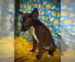 Small #2 Border Collie Mix