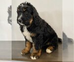 Small Photo #3 Bernedoodle Puppy For Sale in GAP, PA, USA