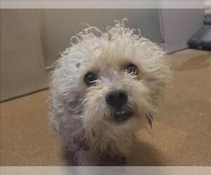 Mutt Dogs for adoption in Martinez, CA, USA