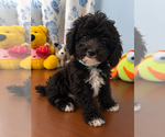 BichPoo puppies - Male Bichpoo Puppy for Sale - Photo #8