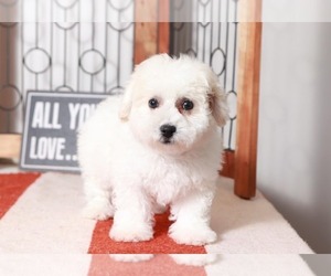 Bichon Frise Puppy for sale in NAPLES, FL, USA