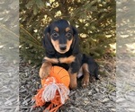 Small #3 Dachshund