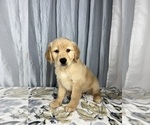 Small Photo #6 Golden Retriever Puppy For Sale in GREENWOOD, IN, USA