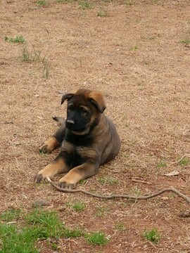 Medium Photo #18 German Shepherd Dog Puppy For Sale in MC DONOUGH, GA, USA