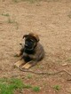 Small Photo #18 German Shepherd Dog Puppy For Sale in MC DONOUGH, GA, USA