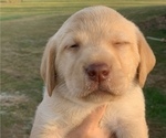Small Photo #3 Labrador Retriever Puppy For Sale in MANSFIELD, MO, USA
