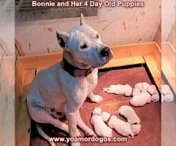 Medium Photo #54 Dogo Argentino Puppy For Sale in JANE, MO, USA
