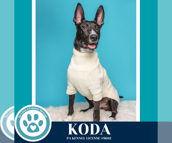 Medium Photo #7 Labrador Retriever-Unknown Mix Puppy For Sale in Kimberton, PA, USA