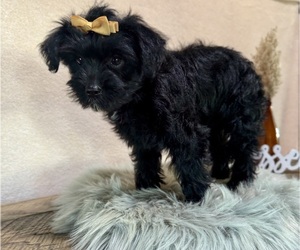 YorkiePoo Puppy for sale in NAPPANEE, IN, USA