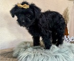 Small YorkiePoo