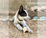 Small #3 Mutt