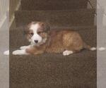 Small Photo #3 Border-Aussie Puppy For Sale in WARREN, MI, USA
