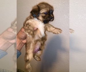 Shih Apso Puppy for sale in MESA, AZ, USA