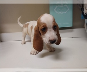Basset Hound Puppy for sale in CANTON, GA, USA