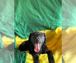 Small #4 Labrador Retriever Mix