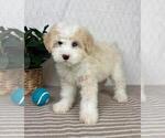 Small #1 Bernedoodle (Miniature)