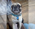 Small Photo #1 Pug Puppy For Sale in EAST BRIDGEWATER, MA, USA